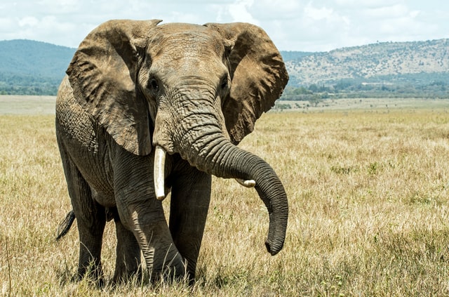 Kenyan Wildlife Reserve