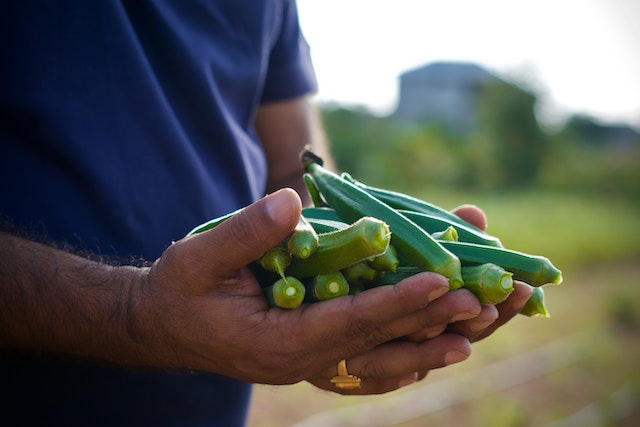 Okra: A Journey from Senegal to Soul Food